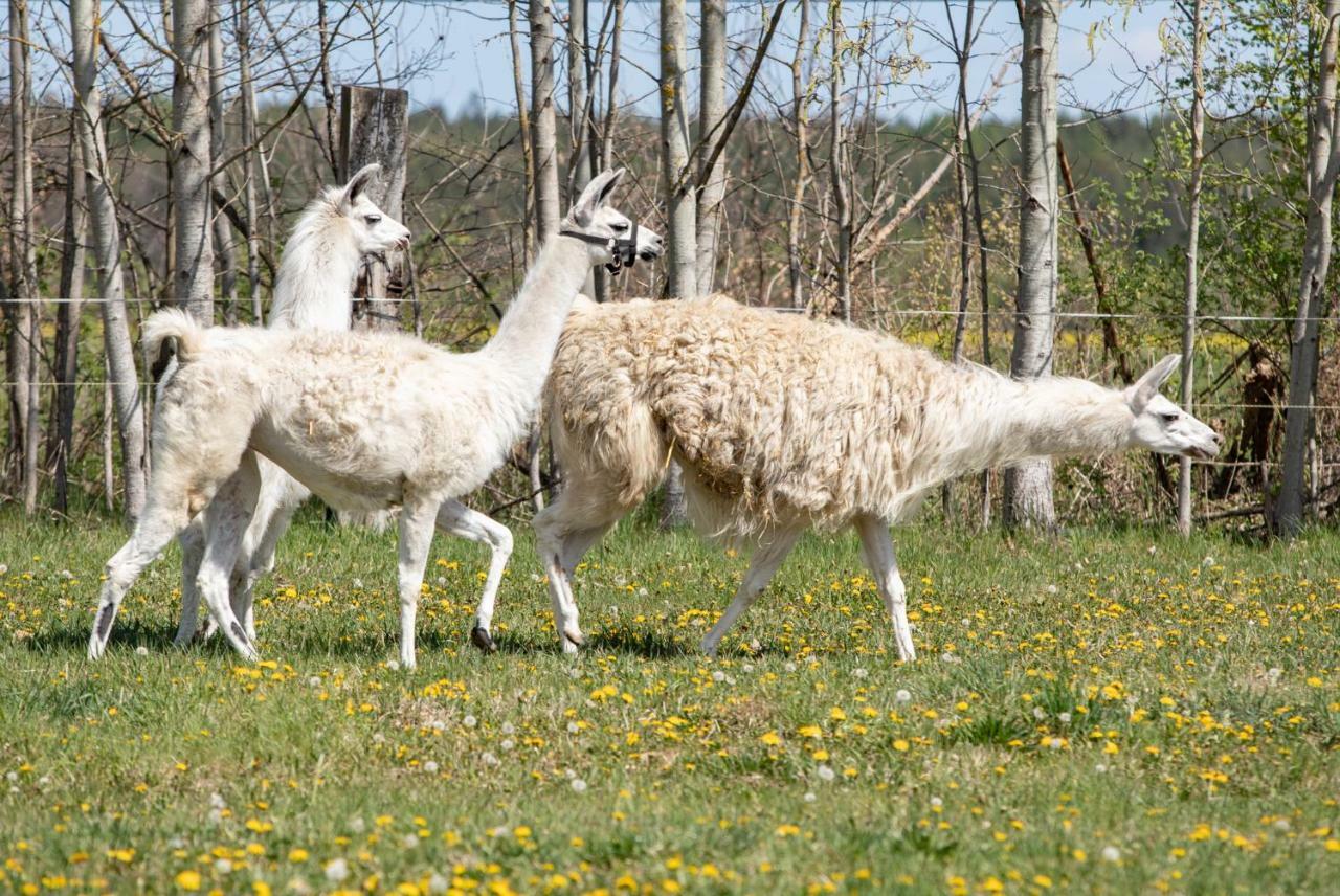 Residence Safari Resort - Chateau Borovany  エクステリア 写真